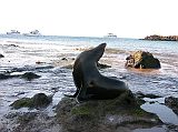 Galapagos 6-2-10 Bartolome Sea Lion and Boats